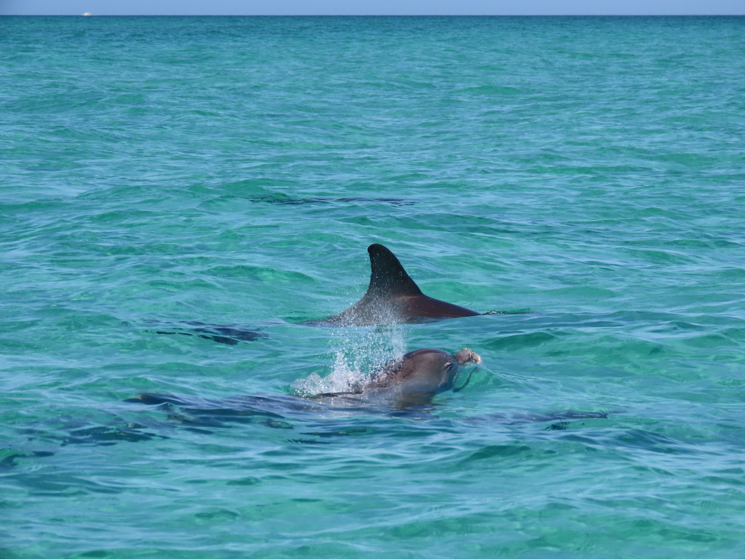 dolphin tours near tampa