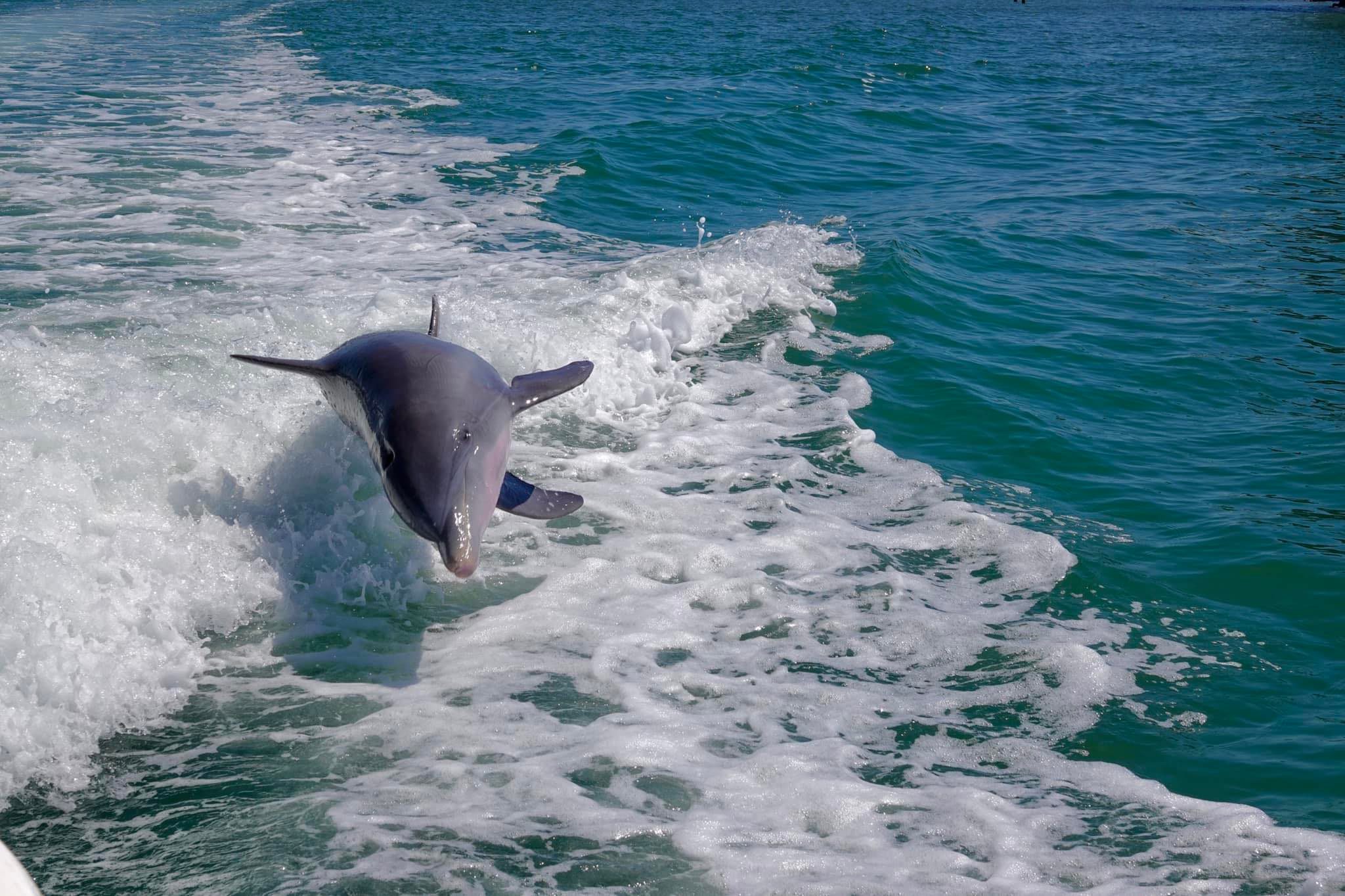 Dolphin Jumping in boat wake